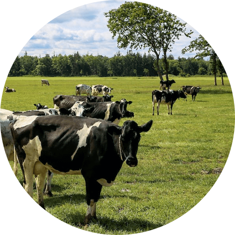 Business consulting services