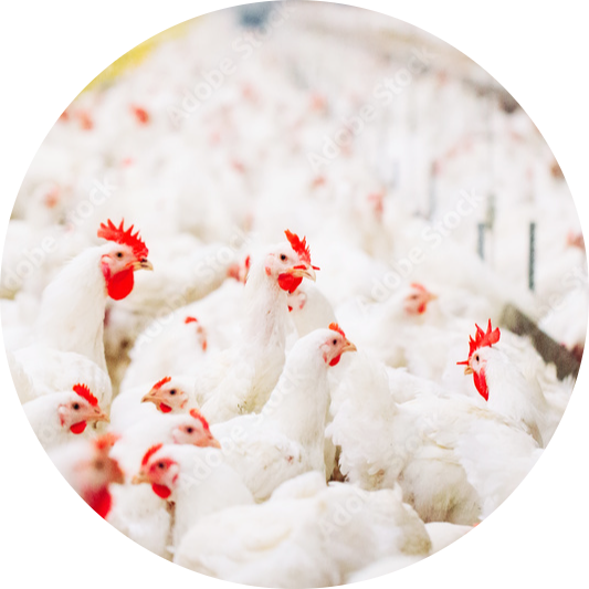 Business consulting services